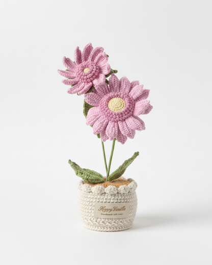 Dawn's Eye Daisies